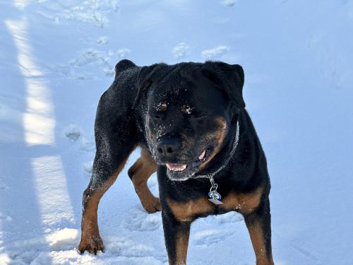Lost Male Dog last seen Near Huffman Rd, Anchorage, AK 99516