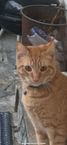 Lost Male Cat last seen Near windrush drive, Niceville, FL 32578