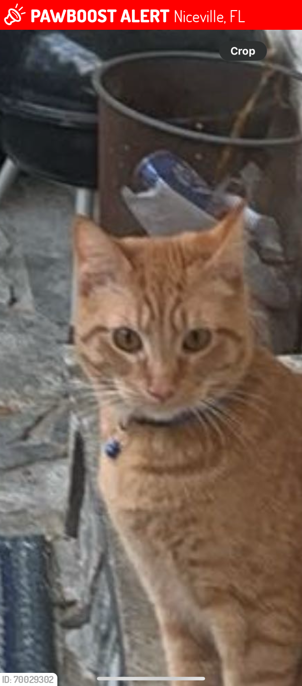 Lost Male Cat last seen Near windrush drive, Niceville, FL 32578