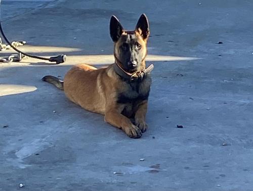 Lost Male Dog last seen 42nd Street , Odessa, TX 79762