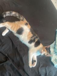 Reunited Female Cat last seen Carritigton coconut creek, Coconut Creek, FL 33073