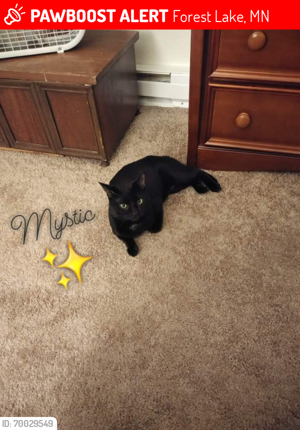 Lost Male Cat last seen Near 12th St SW, Forest Lake, MN, Forest Lake, MN 55025