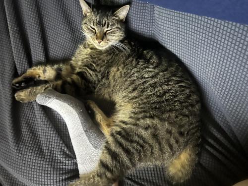 Lost Female Cat last seen Hidden Acres Family Campground , Milford, VA 22514