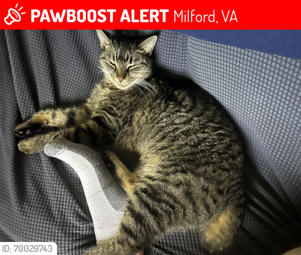 Lost Female Cat last seen Hidden Acres Family Campground , Milford, VA 22514