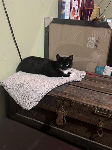 Lost Male Cat last seen Ran into the woods, Waverly, OH 45690