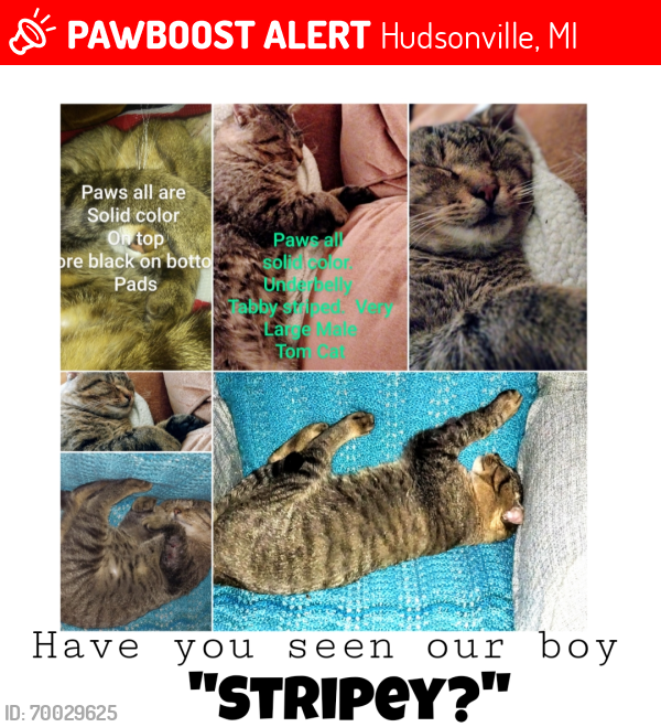 Lost Male Cat last seen 72nd Avenue and Blair St. I. HUDSONVILLE  , Hudsonville, MI 49426