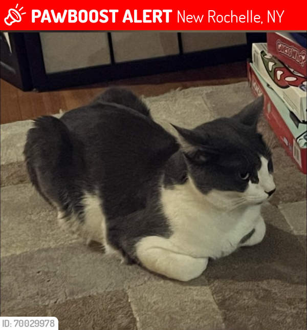 Lost Male Cat last seen euclid place, New Rochelle, NY 10805