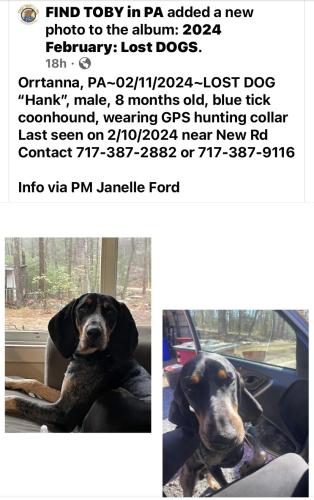 Lost Male Dog last seen Church Rd , Franklin Township, PA 17353