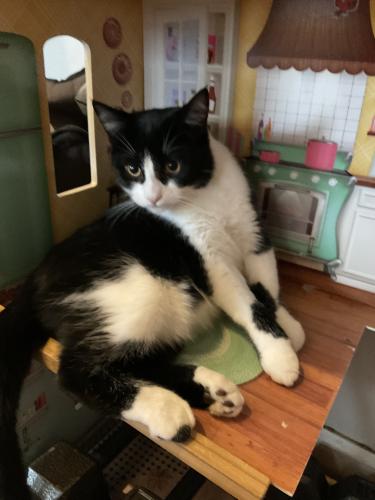 Lost Male Cat last seen Harvest and Alexis, Toledo, OH 43623