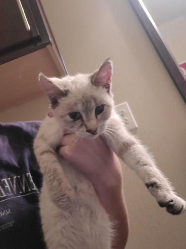 Found/Stray Female Cat last seen General Grant Rd and San Roman Rd, Cameron County, TX 78586