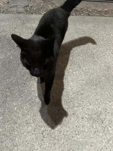 Found/Stray Unknown Cat last seen Blackoak Ave and Palmwood, Columbus, OH 43229