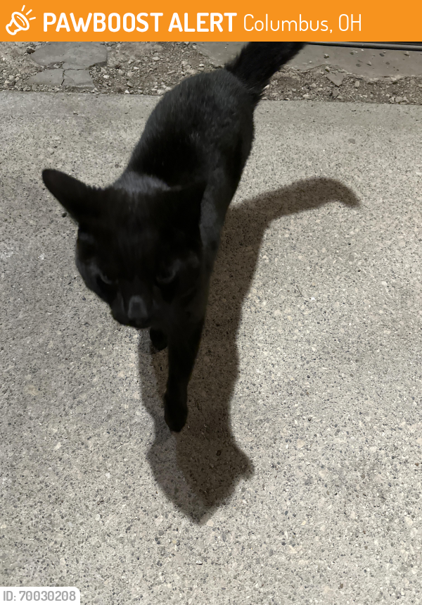 Found/Stray Unknown Cat last seen Blackoak Ave and Palmwood, Columbus, OH 43229