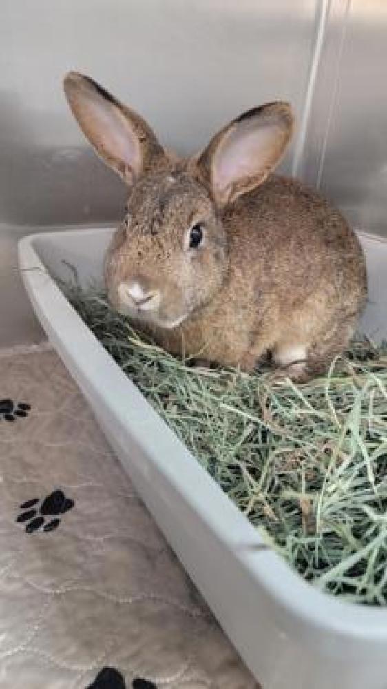 Shelter Stray Female Rabbit last seen Oakland, CA 94621, Oakland, CA 94601