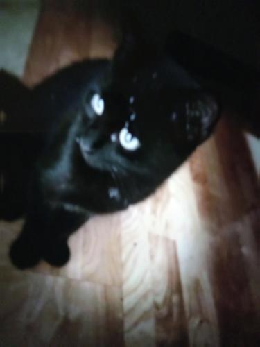 Lost Female Cat last seen MIDWAY AND I-35, Temple, TX 76502