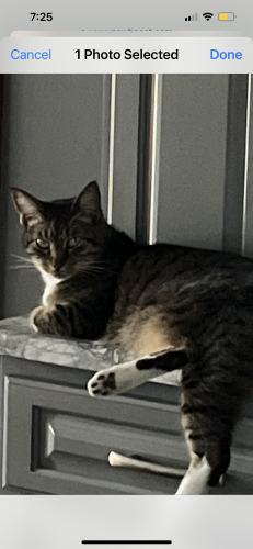 Lost Male Cat last seen Panferio and 19th street, Pensacola Beach, FL 32561