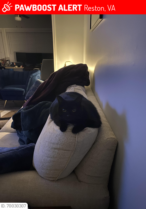 Lost Female Cat last seen Colts Neck Dr, across from the Safeway, Reston, VA 20191