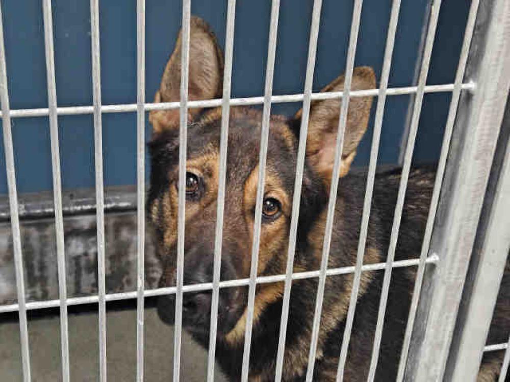 Shelter Stray Male Dog last seen DYE, Carlsbad, CA 92011