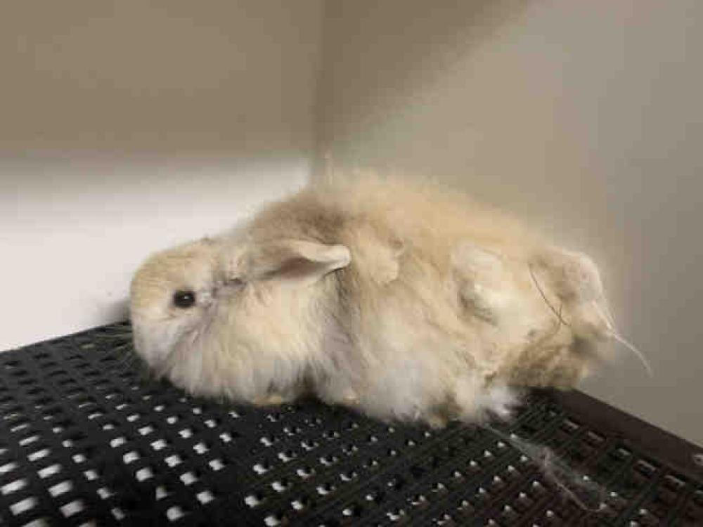 Shelter Stray Male Rabbit last seen FOUND ON SAN PASQUAL VALLEY RD, Carlsbad, CA 92011