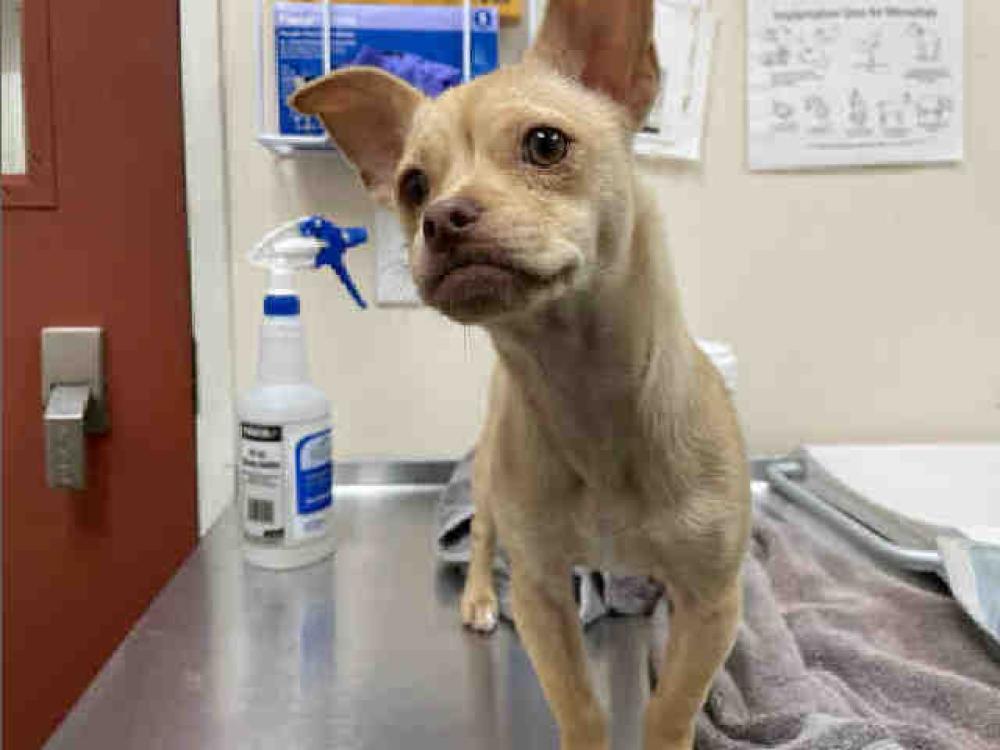 Shelter Stray Female Dog last seen OWNER ARREST, Bonita, CA 91902