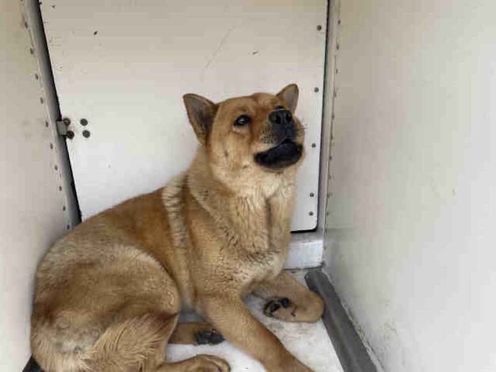 Shelter Stray Unknown Dog last seen DEPUTIES CONTAINED DOGS, Bonita, CA 91902