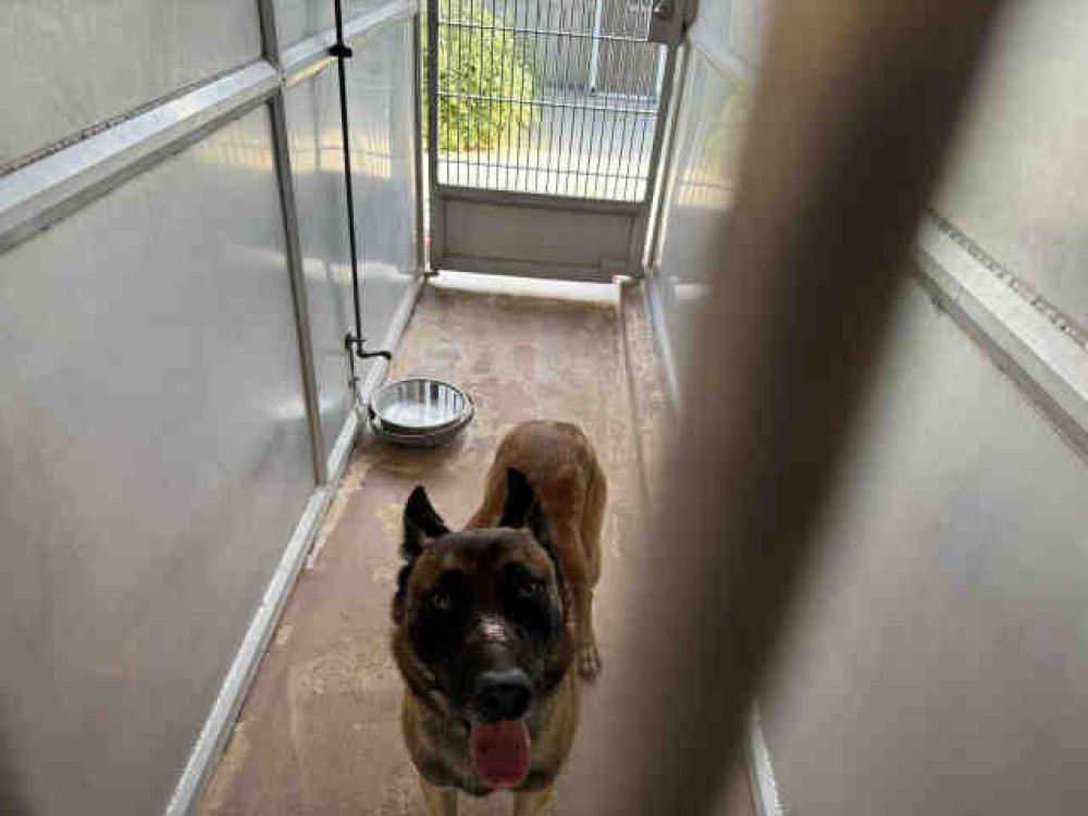 Shelter Stray Male Dog last seen DOG PARK ON KENWOOD DR, Bonita, CA 91902