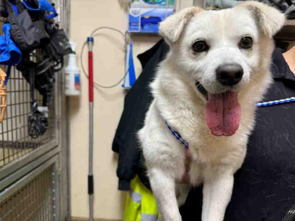 Shelter Stray Male Dog last seen ON  PARADISE VALLEY RD, Bonita, CA 91902