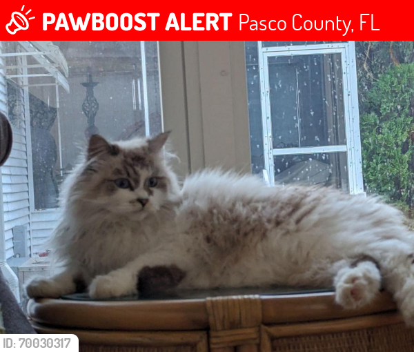 Lost Female Cat last seen Azinger Loop, Zephyrhills , Pasco County, FL 33541