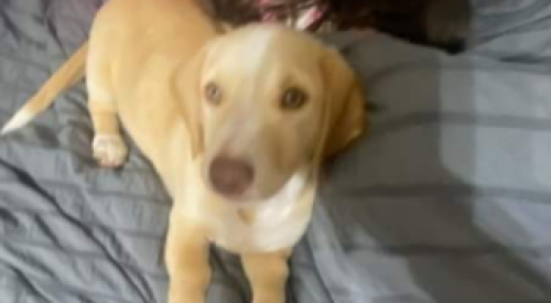 Lost Female Dog last seen Near red roof inn, Anderson, SC 29624