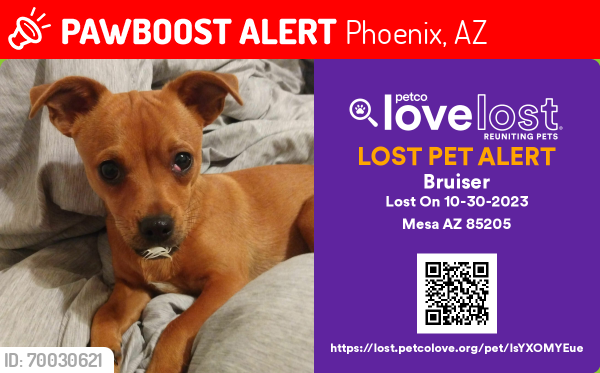 Lost Male Dog last seen Bethany home rd and 15th ave, Phoenix, AZ 85015