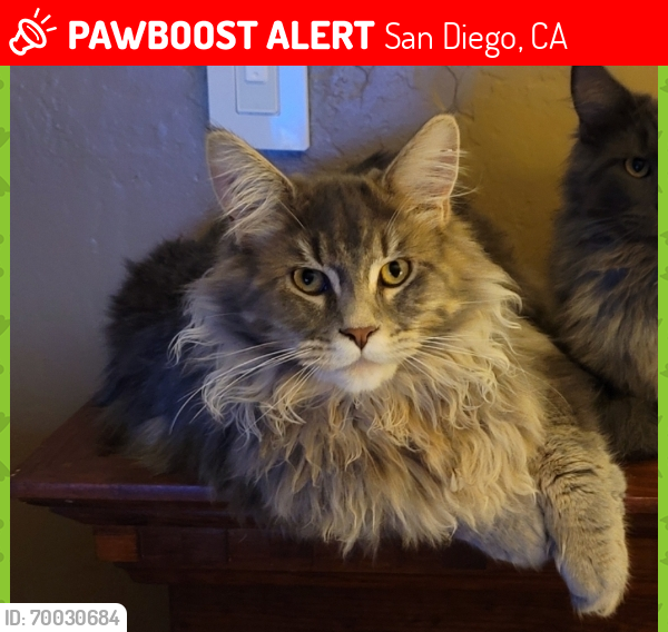 Lost Male Cat last seen Canyon behind Shamrock Street and Hollywood Park, San Diego, CA 92105