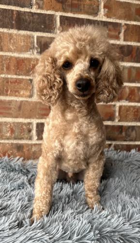 Lost Male Dog last seen Esters Road, Irving, TX 75062