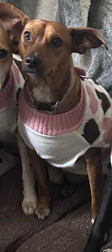 Lost Female Dog last seen Silverlake and singer rd , S Silver Lake Rd, FL 32438