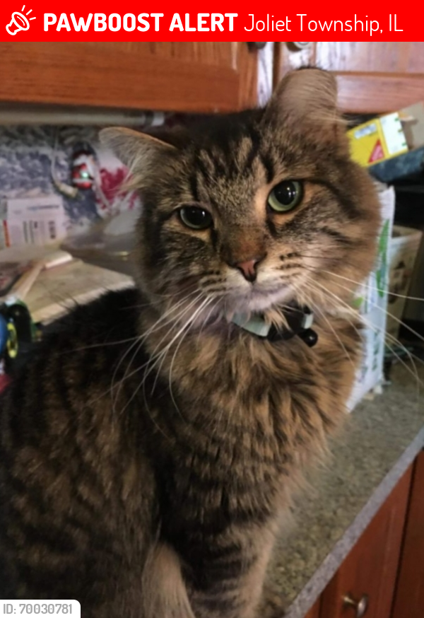 Lost Male Cat last seen Eunice and white Ave , Joliet Township, IL 60433