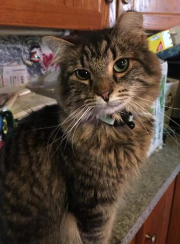 Lost Male Cat last seen Eunice and white Ave , Joliet Township, IL 60433
