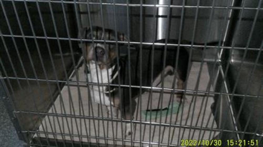 Shelter Stray Male Dog last seen , CA , Oakland, CA 94601
