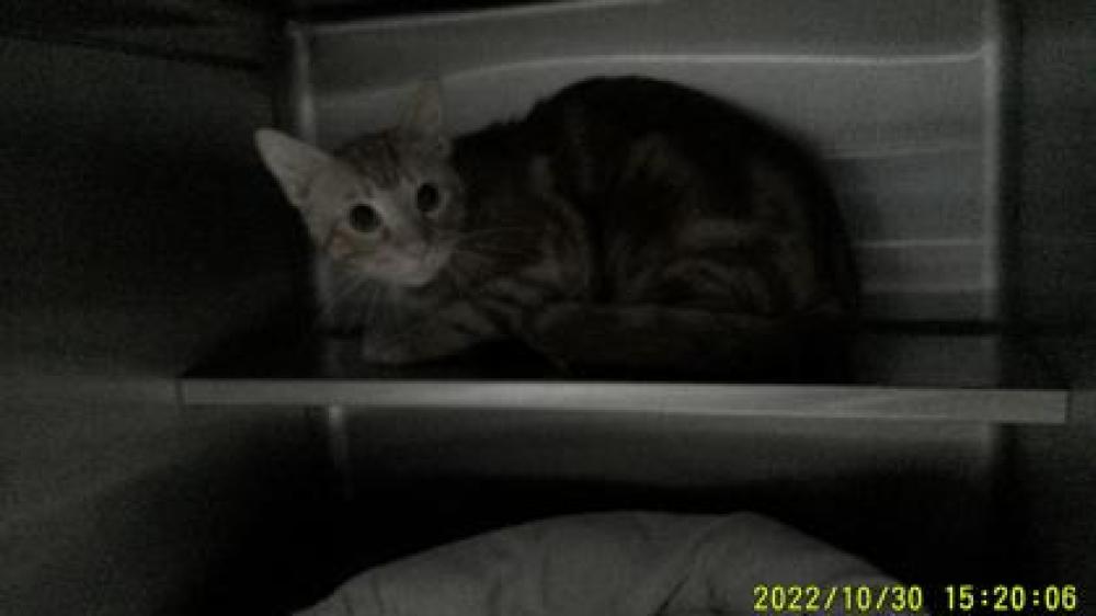 Shelter Stray Male Cat last seen , CA , Oakland, CA 94601