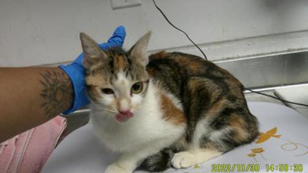 Shelter Stray Female Cat last seen , CA , Oakland, CA 94601