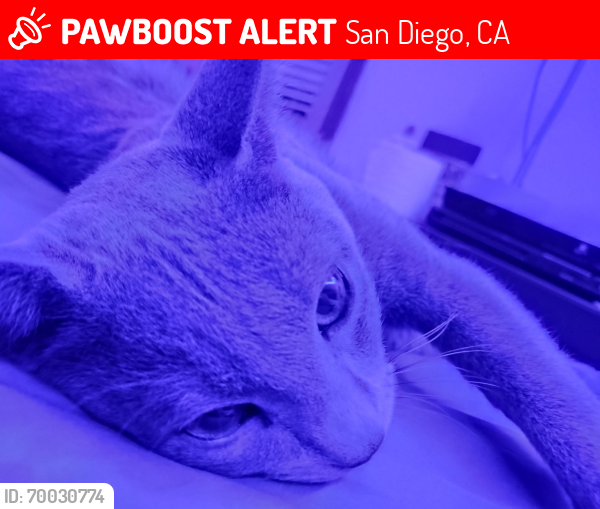 Lost Male Cat last seen San Carlos rec, San Diego, CA 92119