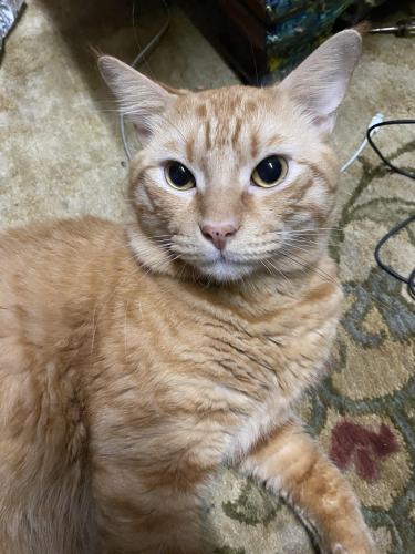 Lost Male Cat last seen  Archwood and Timberlake , Cypress, TX 77429