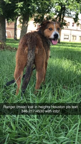 Lost Male Dog last seen Heights, Houston, TX 77007