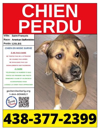 Lost Male Dog last seen Near Emma , laval , Laval, QC H7A 1X6