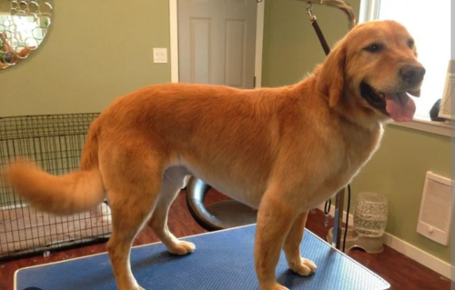 Lost Male Dog last seen Janette and sunset , Albuquerque, NM 87105