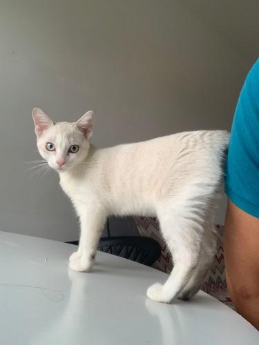 Lost Female Cat last seen Detran , Cidade Jardim, PR 
