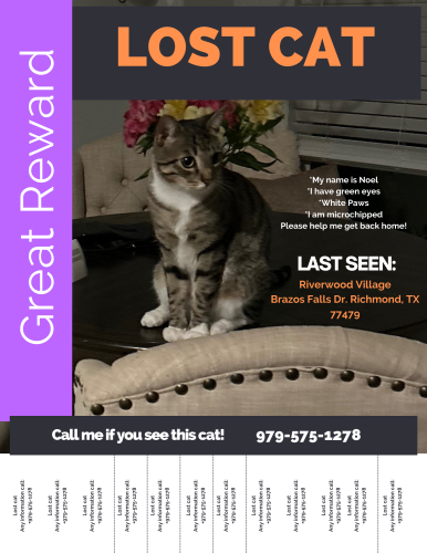 Lost Male Cat last seen Brazos Falls in Riverwood Village Richmond, Tx 77469, Booth, TX 77469