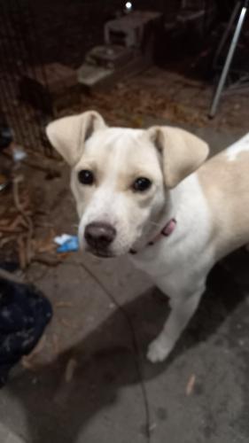 Lost Female Dog last seen Delmont Rd, Memphis, TN 38117