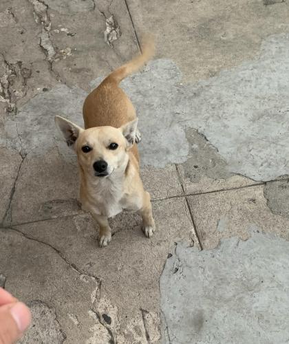 Lost Male Dog last seen Figueroa and Gage , Los Angeles, CA 90044