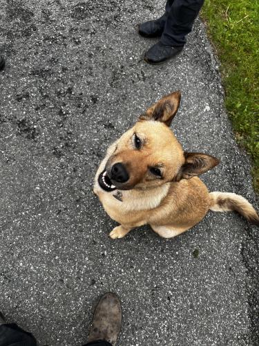 Lost Female Dog last seen 76th ave and Arctic , Anchorage, AK 99518