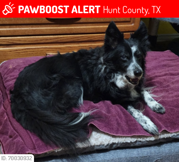 Lost Female Dog last seen County Road 1054 about 0.5mi from County Road 1051, Hunt County, TX 75423
