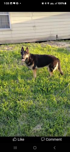 Lost Female Dog last seen Ranger, Houston, TX 77020