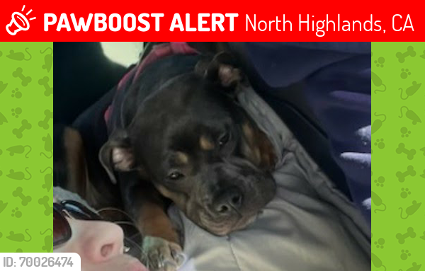 Lost Female Dog last seen Wrigley and Larchmont  near watt, North Highlands, CA 95660